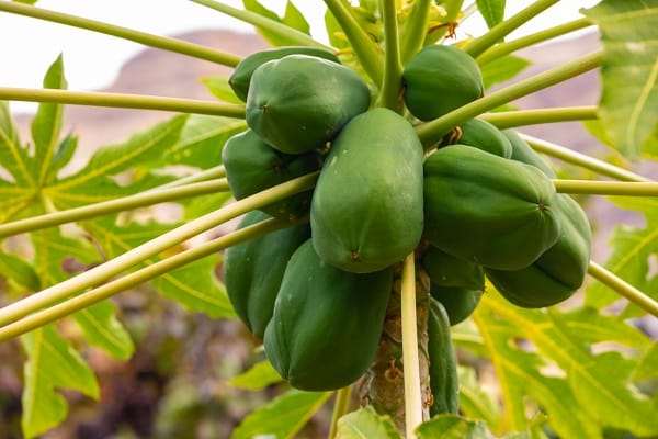 Papaya